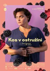 Kos v ostružiní Kos v ostružiní